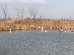 -盐城丹顶鹤湿地生态旅游区