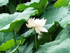 -莲池书院博物馆