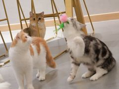 -飞行喵MR PILOT|猫舍·猫咖(静安大融城店)