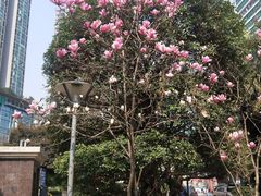 -秦云老太婆摊摊面(观音桥店)