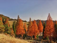 -神户市立六甲山牧场