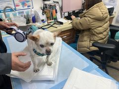 -美联众合动物医院·24h转诊中心