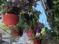 -溪岸路花鸟市场