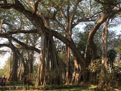 -瑞丽独树成林风景区