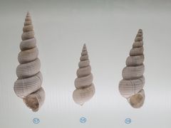 -青岛贝壳博物馆