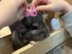 -藦茜花园宠物主题亲子互动体验馆(国顺东路店)