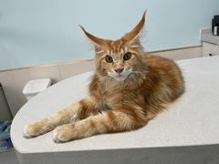 -欣宠猫屋·矮脚拿破仑·蓝金金渐层