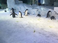 -芜湖新华联大白鲸海洋公园