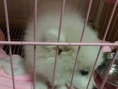 -瑞鹏宠物医院·骨科·猫科·内科(第一中心)