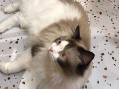 -滚猫咖啡·猫咖·猫友好撸猫(未来城店)