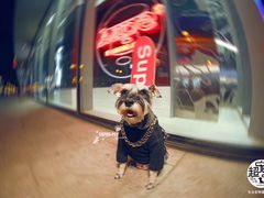 -超宠爱宠物摄影-Super pet