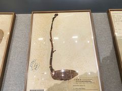 -四川大学博物馆