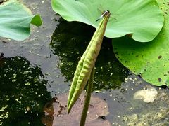 -荷塘月色湿地公园·向阳花洲