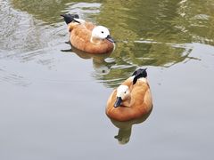 -西双版纳原始森林公园