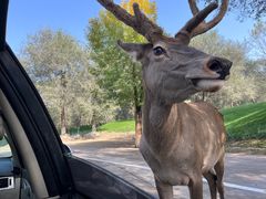 -北京野生动物园