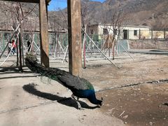 -新疆天山野生动物园