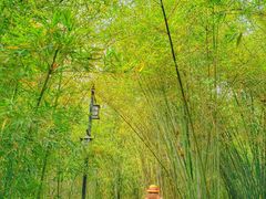 -大屏嶂森林公园
