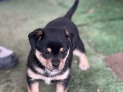 -龙大花卉苗木市场