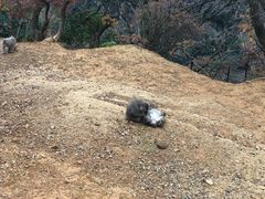 -岚山猴子公园