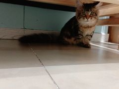 -老吴的猫·猫舍(新区店)