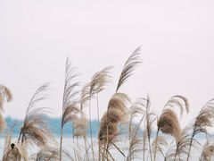 -柳湖沙月沙滩公园
