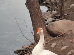 -思念果岭悦温泉
