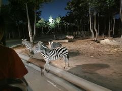 -清迈夜间动物园