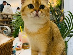 -共舞时光猫咖·狗咖(新街口店)