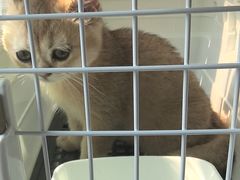 -汪喵宠物医院·骨科心脏影像·犬猫急重症ICU诊疗中心(成华分院)