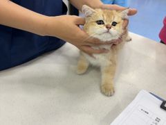 -博特宠物医院24h犬猫全科.骨科·异宠