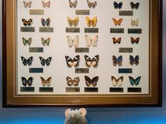 -上海昆虫博物馆