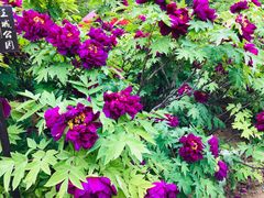 景点-洛阳国花园