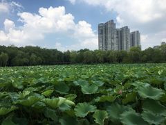 -高子水居