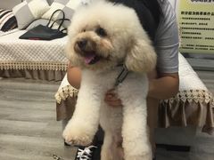 -翊宠yipet猫狗购宠庄园犬舍•猫舍