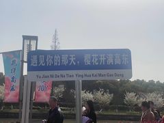 -高东镇樱花园