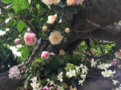 -北京植物园-展览温室