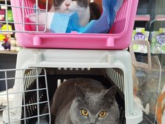 -喜洋洋宠物医院(震川路总店)