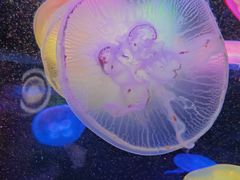 -太平洋海底世界