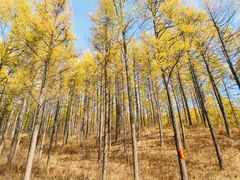 -塞罕坝国家级自然保护区