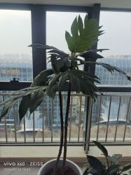 -HEYAN荷妍专业脱毛连锁机构