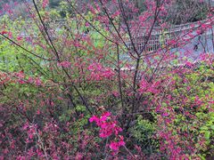 -梅峰山地公园