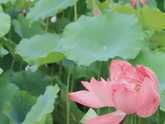 -洛阳市隋唐城遗址植物园