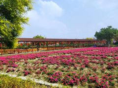 -广东花都香草世界旅游度假区