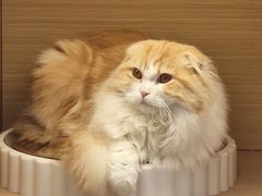 -喵园·猫主题咖啡厅·撸猫·猫咖(国贸店)