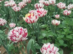 -洛阳郁金香牡丹园