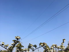-树山生态村