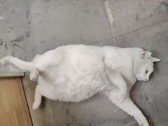 -猫的天空之城概念书店(苏州平江店)