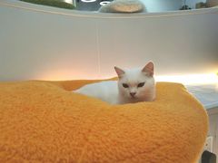 -COLOR PETS 撸猫馆·购猫·猫咖(长风大悦城店)