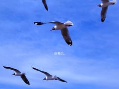 -青海湖国家重点风景名胜区