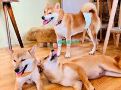 -柴犬高等学院·狗咖·柴犬售卖·宠物训练